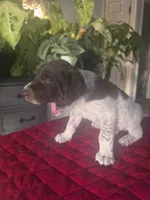 Coco, a male German Shorthaired Pointer for sale in Farmersville, CA – 2 of 4