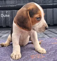 Duke, a male Beagle for sale in Eolia, MO – 2 of 10