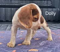 Dolly, a female Beagle for sale in Eolia, MO – 4 of 10