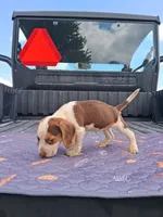 Dolly, a female Beagle for sale in Eolia, MO – 10 of 10