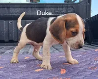 Duke, a male Beagle for sale in Eolia, MO – 3 of 10