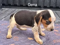 Dena, a female Beagle for sale in Eolia, MO – 5 of 7