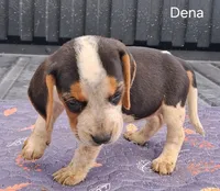 Dena, a female Beagle for sale in Eolia, MO – 2 of 7