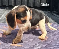 Dixie, a female Beagle for sale in Eolia, MO – 6 of 10