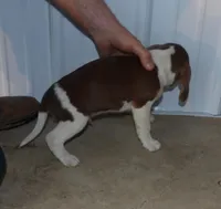 Joe, a male Beagle for sale in Eolia, MO – Photo 3 of 5