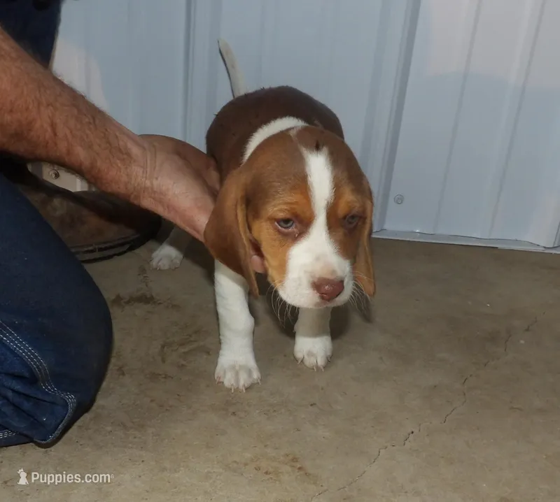 Joe – Beagle puppy for sale in Eolia, MO