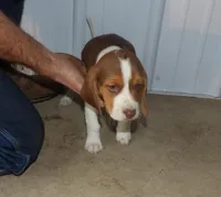 Joe, a male Beagle for sale in Eolia, MO – Photo 1 of 5