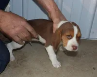 Joe, a male Beagle for sale in Eolia, MO – Photo 2 of 5