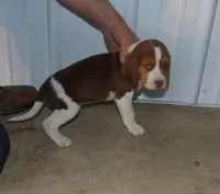 Joe, a male Beagle for sale in Eolia, MO – Photo 4 of 5