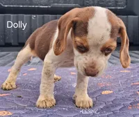 Dolly, a female Beagle for sale in Eolia, MO – 5 of 10
