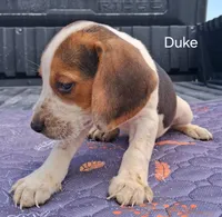 Duke, a male Beagle for sale in Eolia, MO – 5 of 10