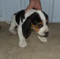 Jack, a male Beagle for sale in Eolia, MO – Photo 4 of 6