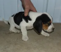 Jack, a male Beagle for sale in Eolia, MO – Photo 3 of 6