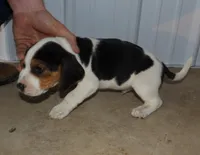 Jack, a male Beagle for sale in Eolia, MO – Photo 5 of 6