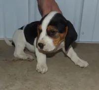 Jack, a male Beagle for sale in Eolia, MO – Photo 2 of 6