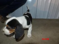 Jack, a male Beagle for sale in Eolia, MO – Photo 6 of 6