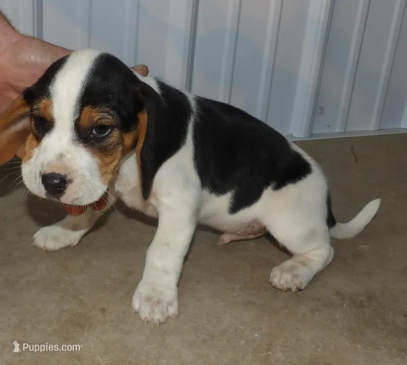 Jack – Beagle puppy for sale in Eolia, MO