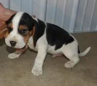 Jack, a male Beagle for sale in Eolia, MO – Photo 1 of 6