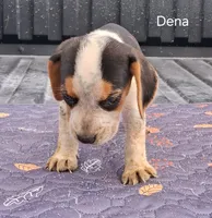 Dena, a female Beagle for sale in Eolia, MO – 7 of 7