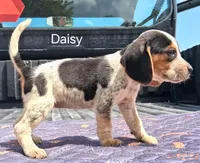Daisy, a female Beagle for sale in Eolia, MO – 1 of 6