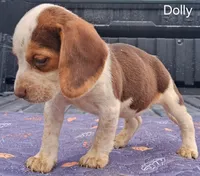 Dolly, a female Beagle for sale in Eolia, MO – 7 of 10