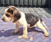 Dixie, a female Beagle for sale in Eolia, MO – 7 of 10