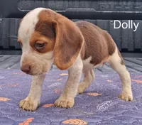 Dolly, a female Beagle for sale in Eolia, MO – 8 of 10