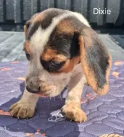 Dixie, a female Beagle for sale in Eolia, MO – 5 of 10