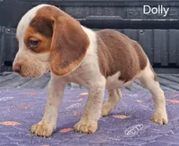Dolly, a female Beagle for sale in Eolia, MO – 6 of 10