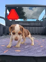 Dolly, a female Beagle for sale in Eolia, MO – 9 of 10