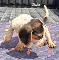 Dixie, a female Beagle for sale in Eolia, MO – 3 of 10