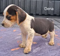 Dena, a female Beagle for sale in Eolia, MO – 4 of 7