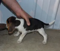 Jim, a male Beagle for sale in Eolia, MO – Photo 5 of 5