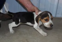 Jim, a male Beagle for sale in Eolia, MO – Photo 4 of 5