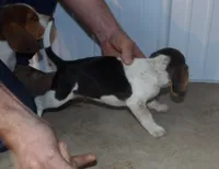 Jim, a male Beagle for sale in Eolia, MO – Photo 3 of 5