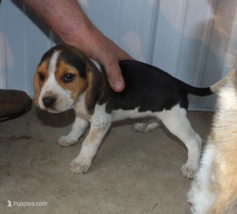 Jim – Beagle puppy for sale in Eolia, MO