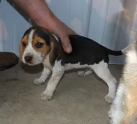 Jim, a male Beagle for sale in Eolia, MO – Photo 1 of 5