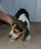Jim, a male Beagle for sale in Eolia, MO – Photo 2 of 5