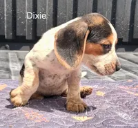 Dixie, a female Beagle for sale in Eolia, MO – 4 of 10