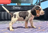 Daisy, a female Beagle for sale in Eolia, MO – 6 of 6