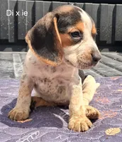 Dixie, a female Beagle for sale in Eolia, MO – 9 of 10