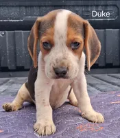 Duke, a male Beagle for sale in Eolia, MO – 4 of 10