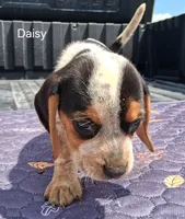 Daisy, a female Beagle for sale in Eolia, MO – 3 of 6