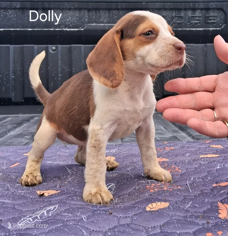 Dolly – Beagle puppy for sale in Eolia, MO
