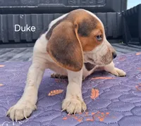Duke, a male Beagle for sale in Eolia, MO – 6 of 10