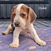 Duke, a male Beagle for sale in Eolia, MO – 7 of 10