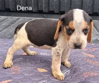 Dena, a female Beagle for sale in Eolia, MO – 3 of 7
