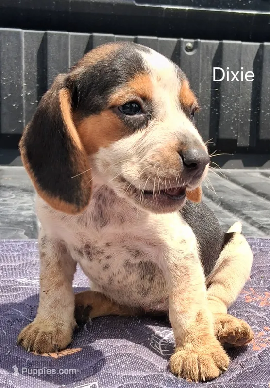 Dixie – Beagle puppy for sale in Eolia, MO