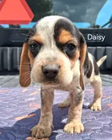 Daisy, a female Beagle for sale in Eolia, MO – 5 of 6