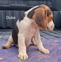 Duke, a male Beagle for sale in Eolia, MO – 8 of 10